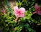 Pink Hibiscus fragilis the mandrinette flower