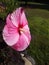 Pink Hibiscus in Full Bloom