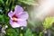 Pink hibiscus in the garden among greenery in the sun\\\'s rays