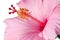 Pink hibiscus isolated