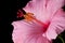 Pink hibiscus isolated