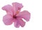 Pink hibiscus isolated on white