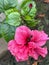 Pink Hibiscus or Juba Flower with petals