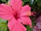 Pink hibiscus macro