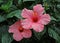 Pink hibiscus moscheutus luna rose