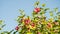 Pink hibiscus, pretty ornamental and edible plant