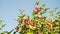 Pink hibiscus, pretty ornamental and edible plant