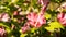 Pink hibiscus, pretty ornamental and edible plant