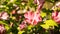 Pink hibiscus, pretty ornamental and edible plant