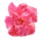 Pink Hibiscus rosa sinensis