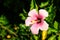 pink hibiscus rose floret planting shrub landscape