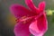 Pink Hibiscus, rose mallow, Pink Petals, tropical flower