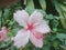 pink Hibiscus spp. flower plants in the mallow family, Malvaceae