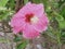 Pink Hibiscus spp. flower plants in the mallow family, Malvaceae