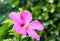 Pink Hibiscus syriacus flower