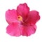 Pink Hibiscus on white background