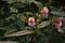 Pink Himalayan balsam flowers in evening sunlight