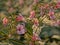 Pink Himalayan balsam flowers in evening sunlight