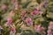 Pink Himalayan balsam flowers in evening sunlight