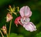 Pink Himalayan Balsam, Kiss-me-on-the-mountain, Policeman`s Helmet, Bobby Tops, Copper Tops, or Gnome`s Hatstand impatiens