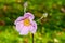 Pink Himalayan Windflower Droop 02