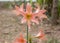 Pink Hippeastrum