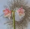 Pink hippeastrum amaryllis