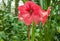 Pink Hippeastrum in the greenhouse