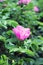 Pink hips flower in leaves