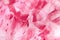 Pink holi powder explosion on white background