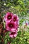 Pink Holly Hocks in Full Bloom with One Green Plum