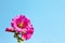 Pink hollyhock or alcea rosea blomming on bright blue sky background