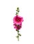 Pink  hollyhock or alcea rosea blomming with green bud and long stem patterns isolated on white background , clipping path