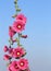 Pink hollyhock (Althaea rosea) blossoms