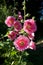 Pink Hollyhock Closeup