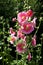 Pink Hollyhock Closeup