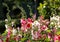 Pink Hollyhock Flower Alcea rosea