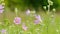 Pink hollyhock flower. Blooming wild pink flower musk mallow. Slow motion.