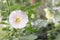 Pink Hollyhock Flower in a Garden with a Blurred Background