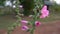 Pink hollyhock flower on green blurring background.