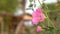Pink hollyhock flower on green blurring background.