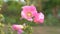 Pink hollyhock flower on green blurring background.