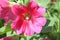 Pink Hollyhock flower on leaves background