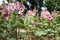 pink hollyhock in garden. blooming malva flower in park. Alcea r