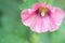 Pink hollyhock and leaves, in the garden