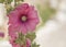 Pink hollyhock rose blooming on oudoors bright environment in an