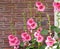 Pink Hollyhocks Against A red Brick Wall