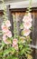 Pink Hollyhocks against a wooden fence in a garden