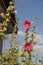 Pink hollyhocks in bloom in Polish countryside