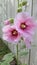 Pink hollyhocks flowers